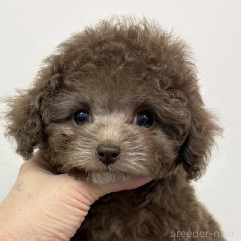 販売中の広島県のタイニープードル-442458の1枚目