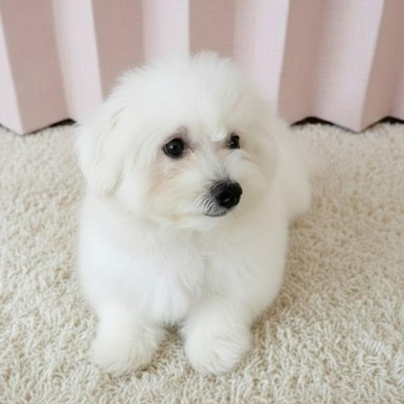 販売中の栃木県のビションフリーゼ-413923の4枚目