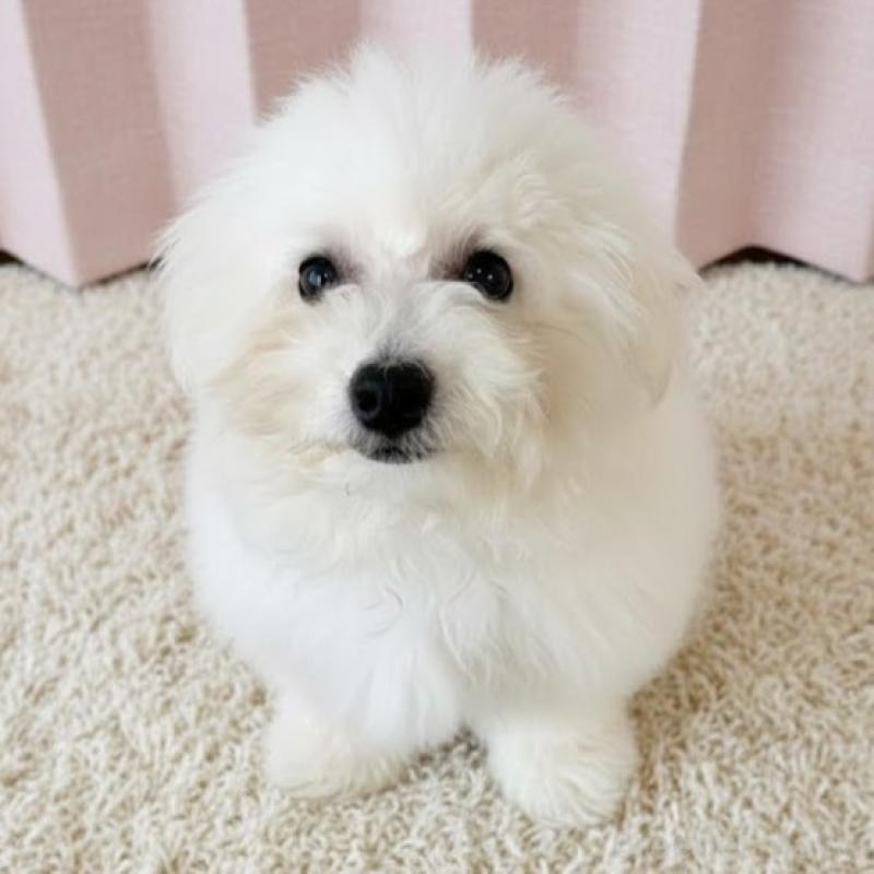 販売中の栃木県のビションフリーゼ-413923の2枚目