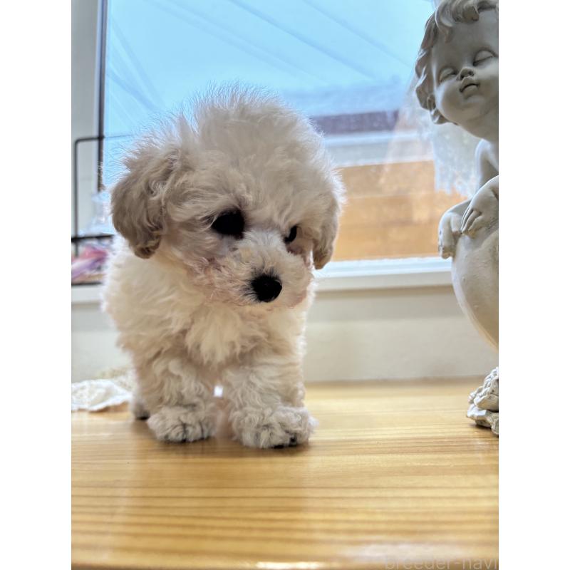 販売中の秋田県のティーカッププードル-442459の3枚目