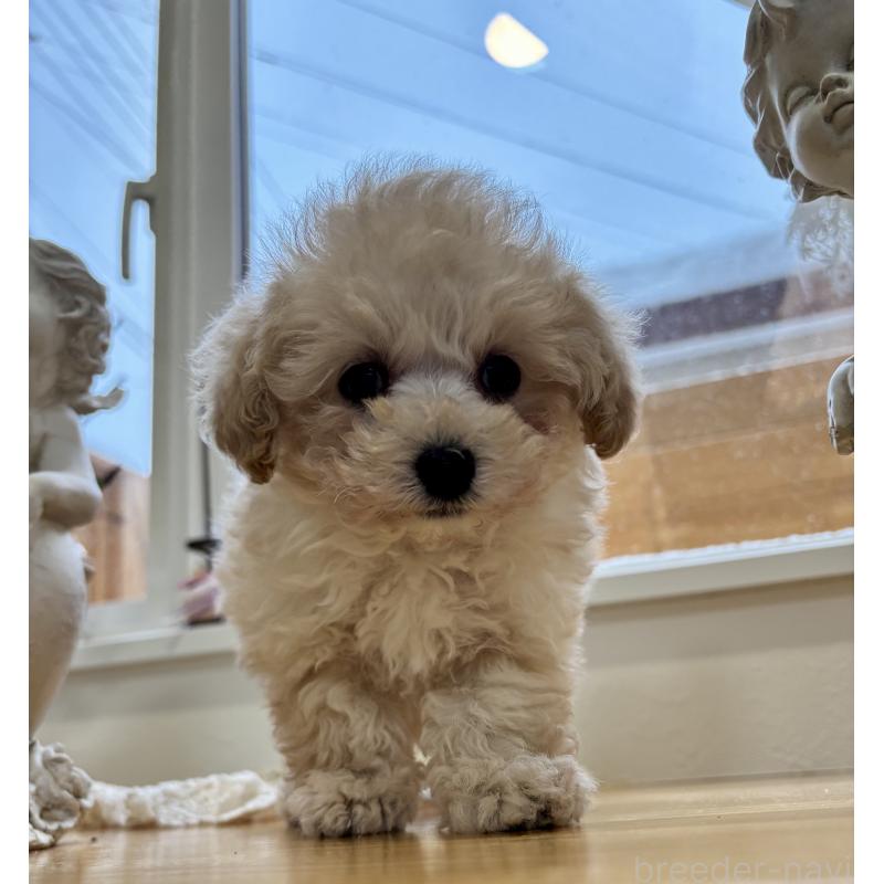 販売中の秋田県のティーカッププードル-442459の2枚目