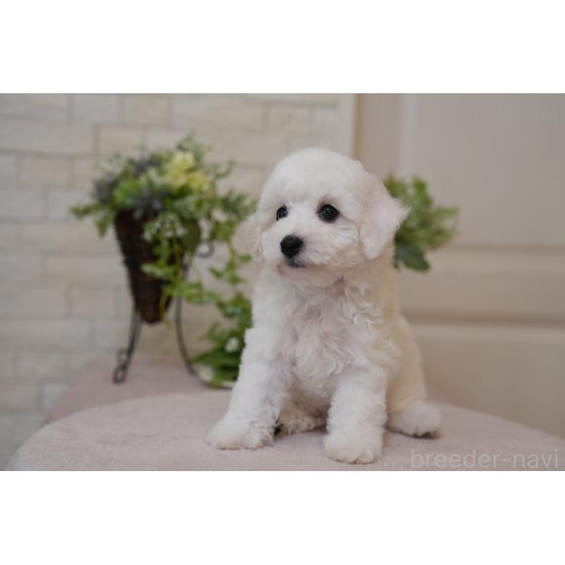 成約済の千葉県のビションフリーゼ-439158の10枚目