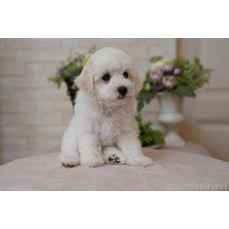 成約済の千葉県のビションフリーゼ-439158の9枚目