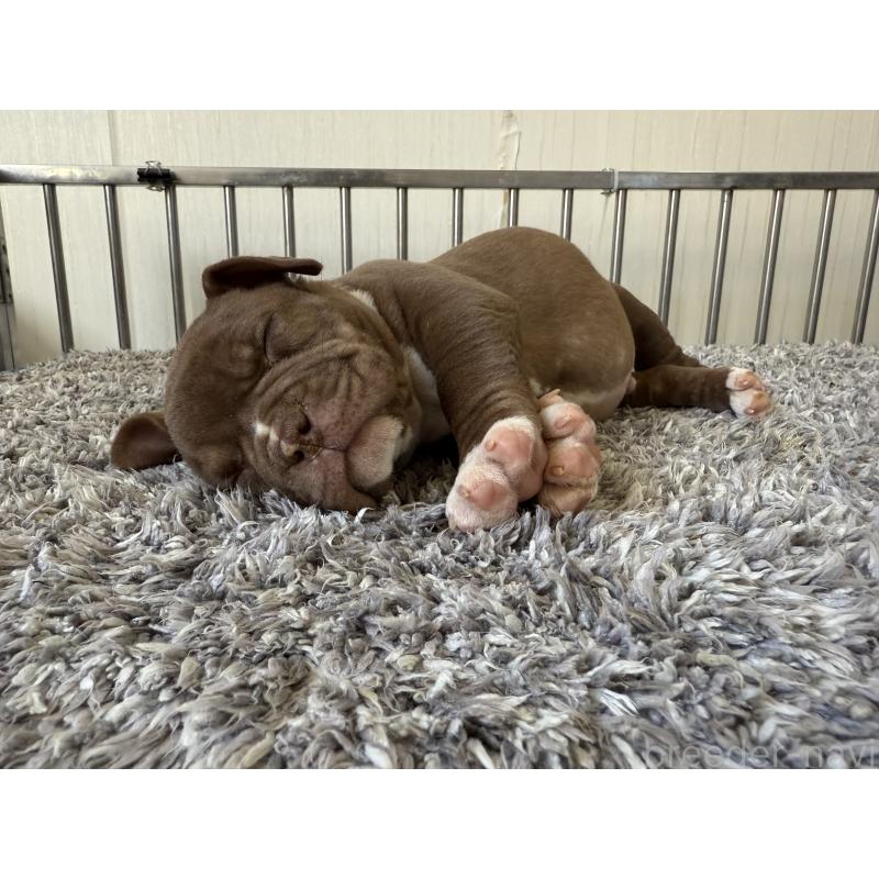 商談中の茨城県のエキゾチックブリー-438104の5枚目