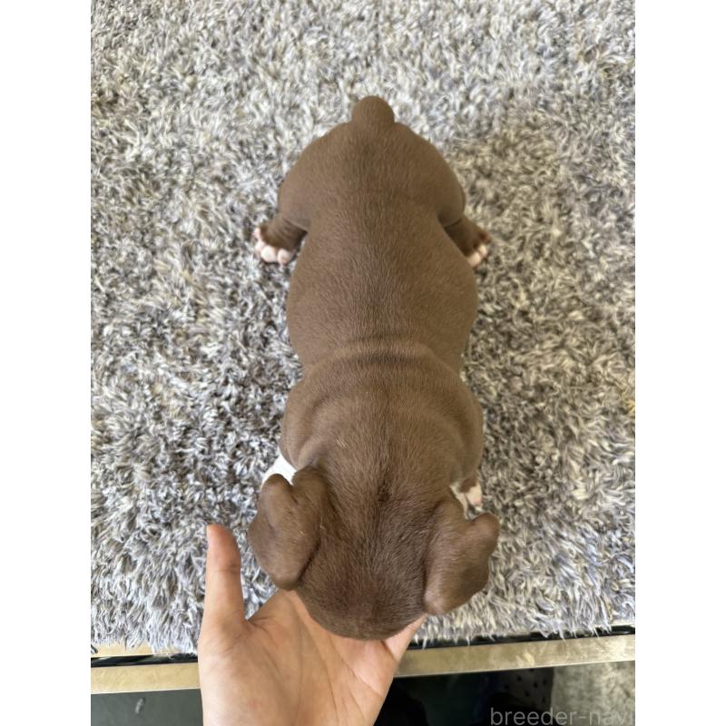 商談中の茨城県のエキゾチックブリー-438104の4枚目