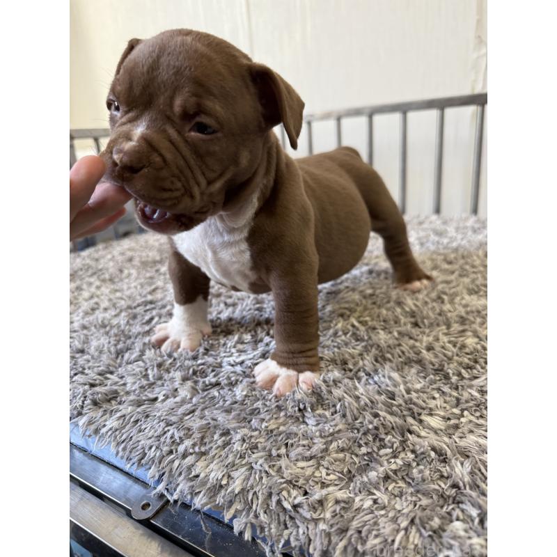 商談中の茨城県のエキゾチックブリー-438104の3枚目