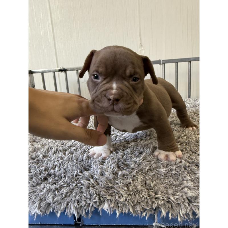 商談中の茨城県のエキゾチックブリー-438104の2枚目