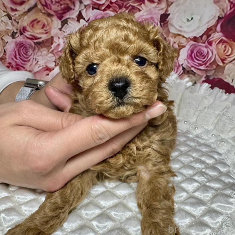 販売中の広島県のトイプードル-440244