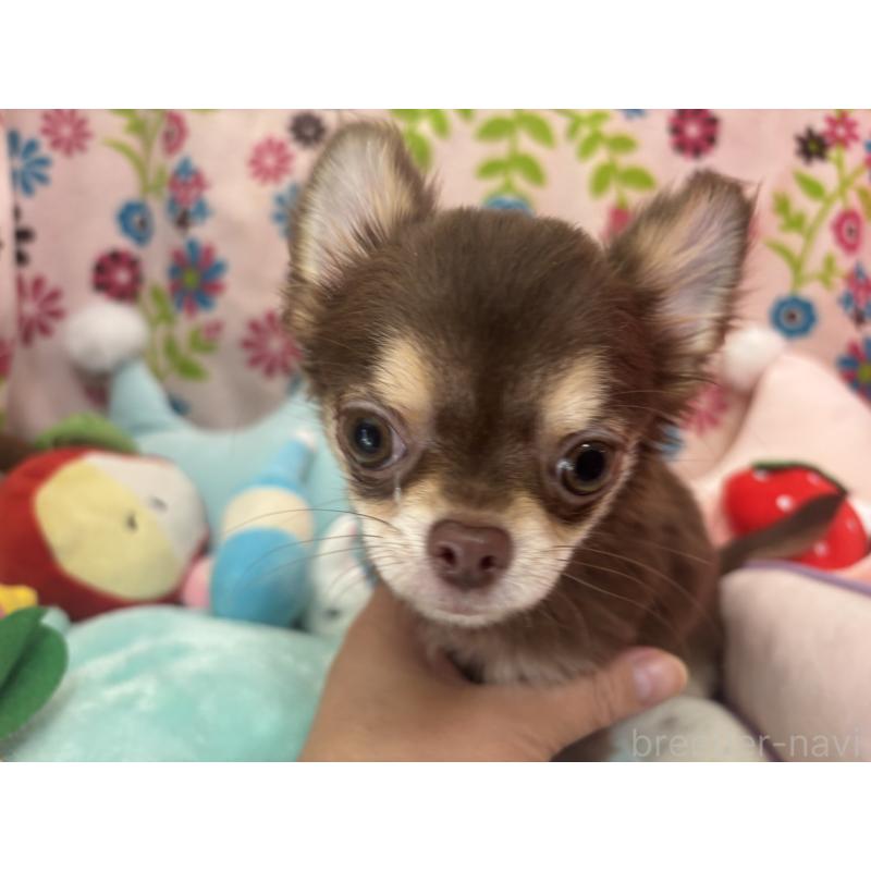 販売中の京都府のチワワ(ロングコート)-442460の9枚目