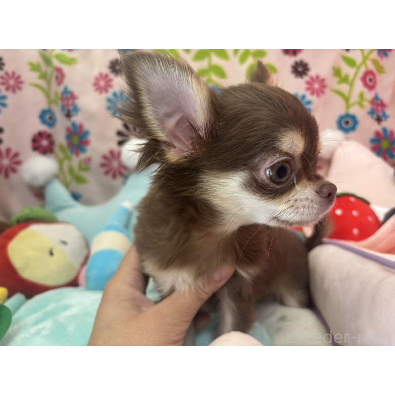 販売中の京都府のチワワ(ロングコート)-442460の8枚目