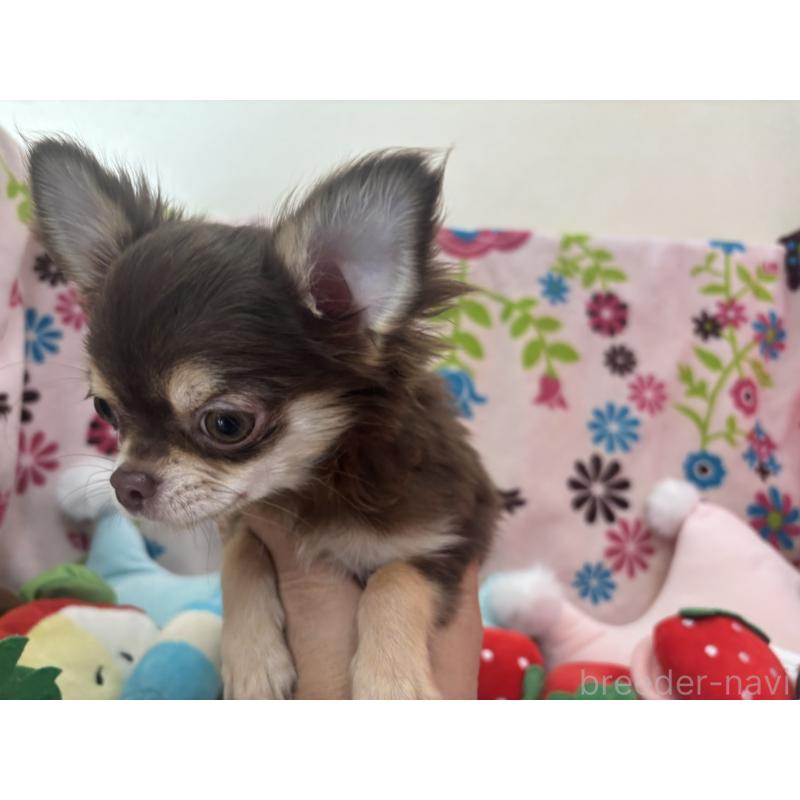 販売中の京都府のチワワ(ロングコート)-442460の6枚目