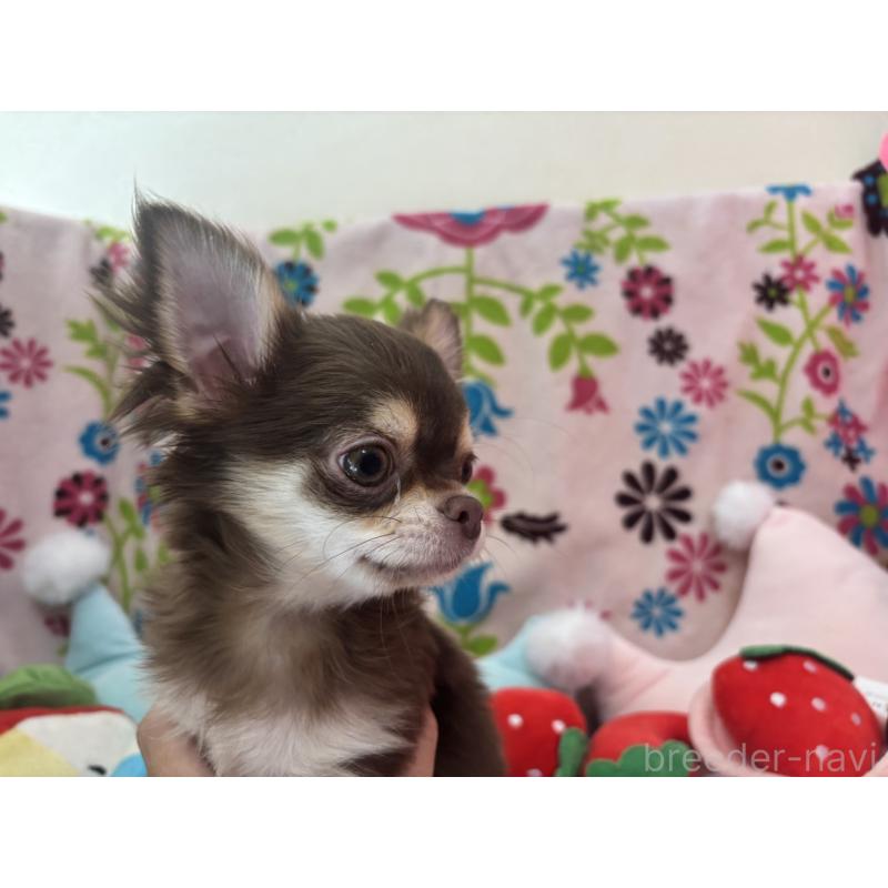 販売中の京都府のチワワ(ロングコート)-442460の4枚目