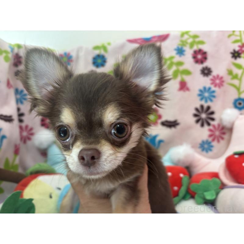 販売中の京都府のチワワ(ロングコート)-442460の5枚目