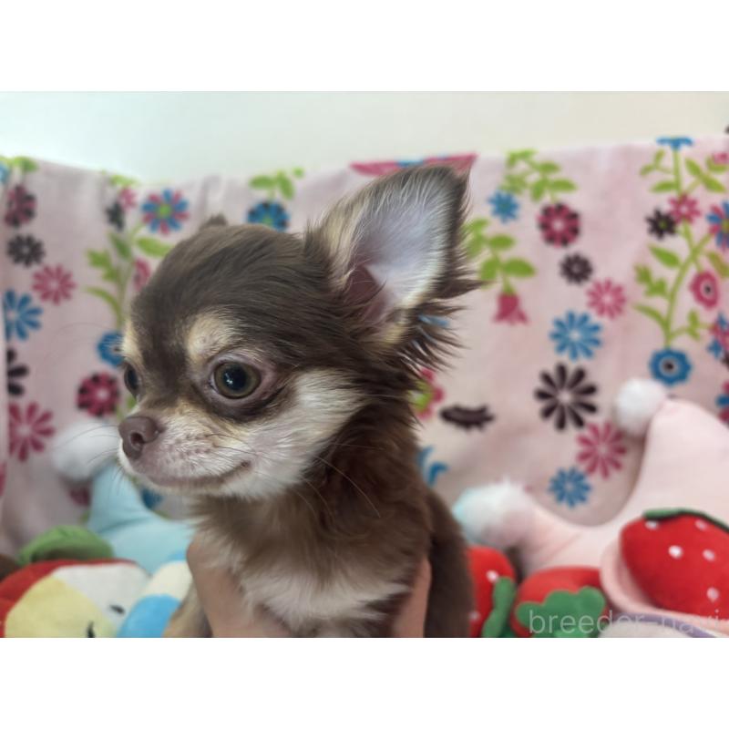 販売中の京都府のチワワ(ロングコート)-442460の3枚目