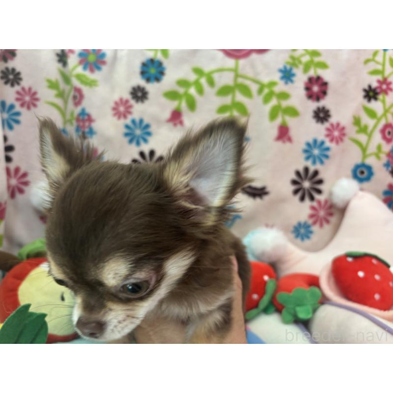 販売中の京都府のチワワ(ロングコート)-442460の2枚目