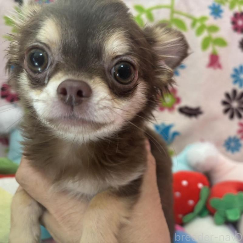 販売中の京都府のチワワ(ロングコート)-442460の1枚目