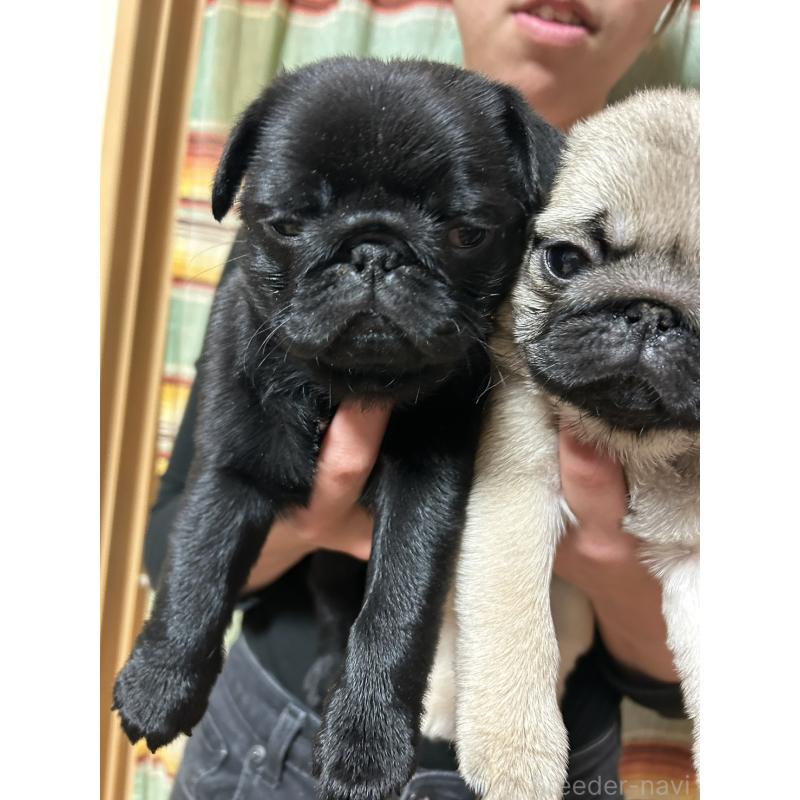 販売中の徳島県のパグ-442461の3枚目