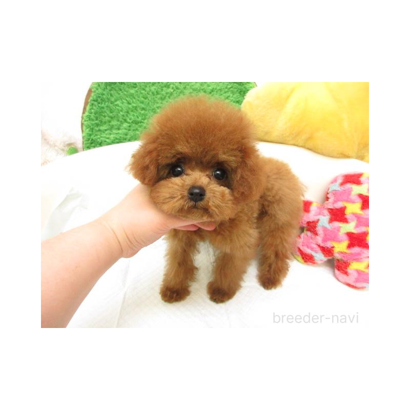 販売中の大阪府のトイプードル-431202の2枚目