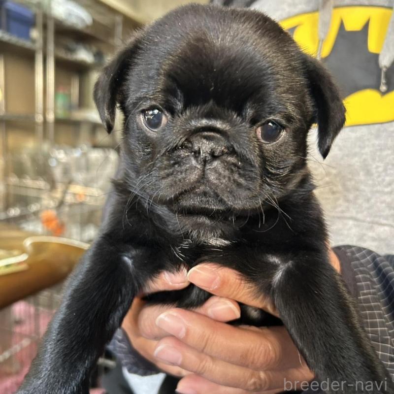 販売中の徳島県のパグ-442461