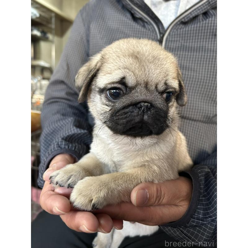 販売中の徳島県のパグ-442462の2枚目