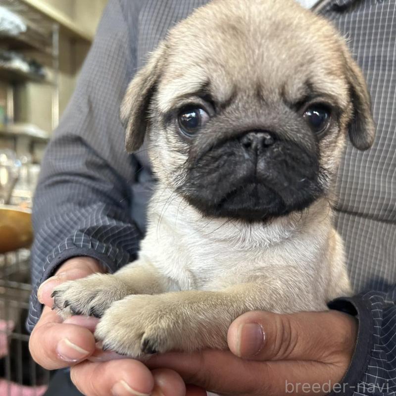 販売中の徳島県のパグ-442462の1枚目
