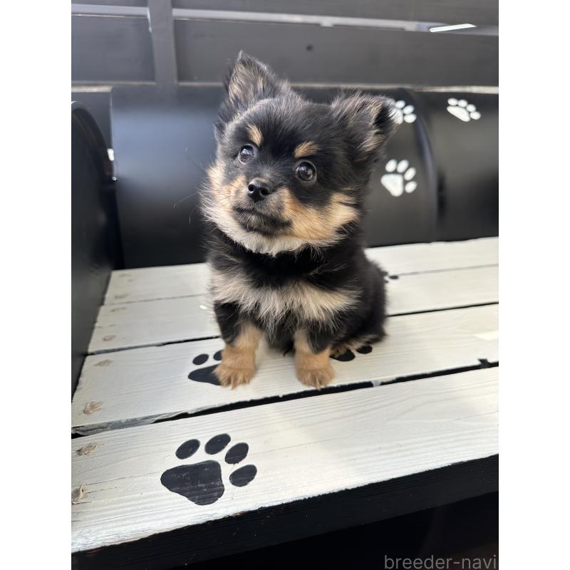 販売中の福岡県のミックス犬-435781