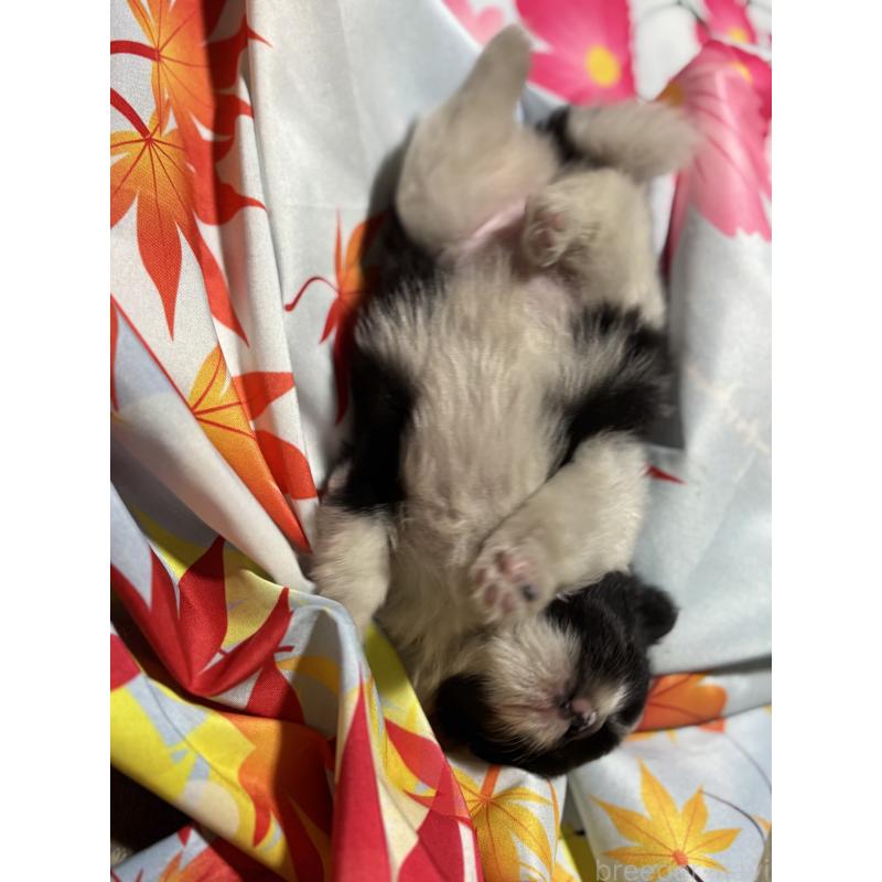 販売中の千葉県のポメラニアン-440092の7枚目