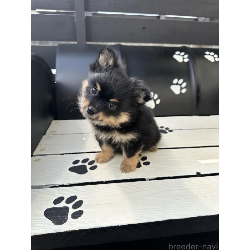 販売中の福岡県のミックス犬-435781の7枚目