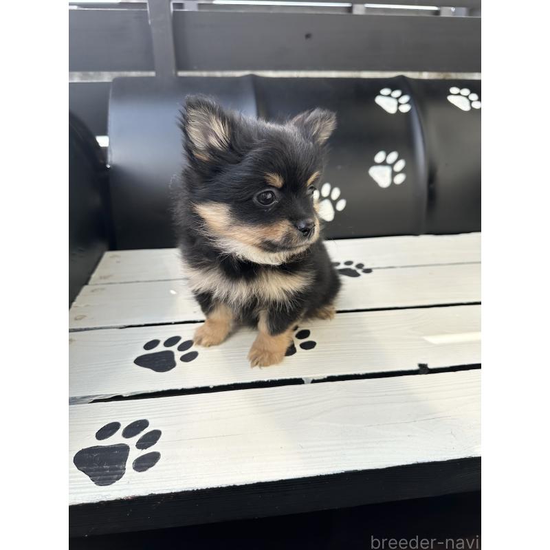 販売中の福岡県のミックス犬-435781の6枚目