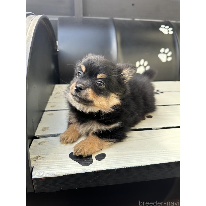 販売中の福岡県のミックス犬-435781の5枚目