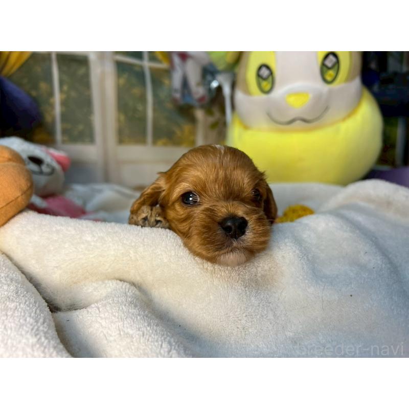 商談中の神奈川県のキャバプー:キャバリア×トイプードル-440489の15枚目