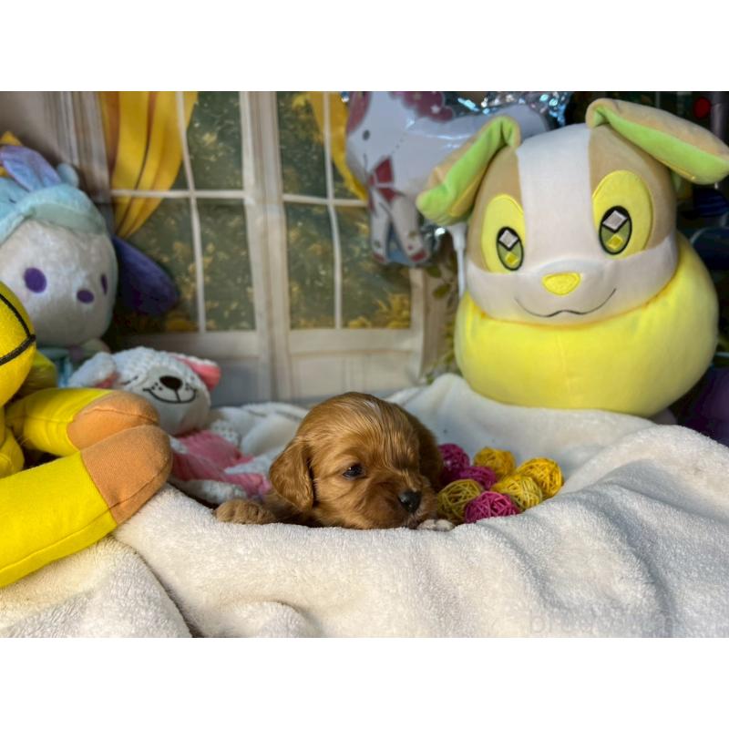 商談中の神奈川県のキャバプー:キャバリア×トイプードル-440489の14枚目