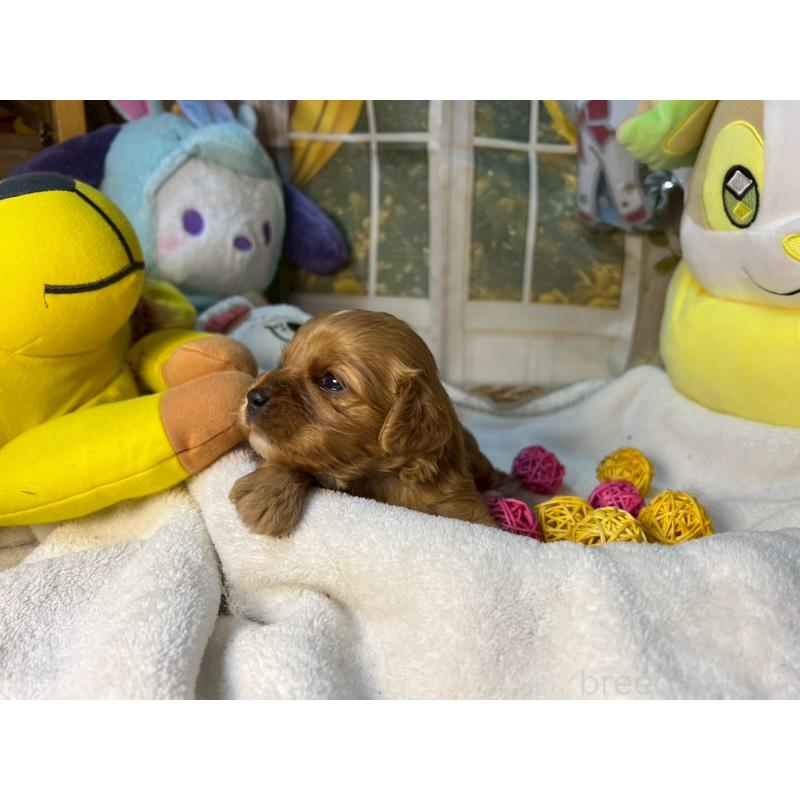 成約済の神奈川県のキャバプー:キャバリア×トイプードル-440492の7枚目