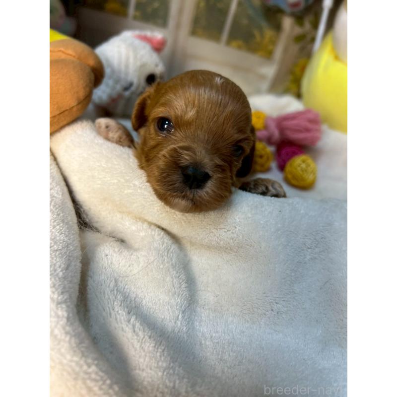 販売中の神奈川県のキャバプー:キャバリア×トイプードル-440496