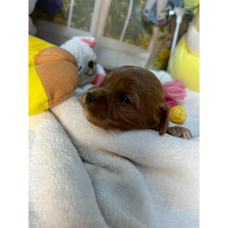 販売中の神奈川県のキャバプー:キャバリア×トイプードル-440493