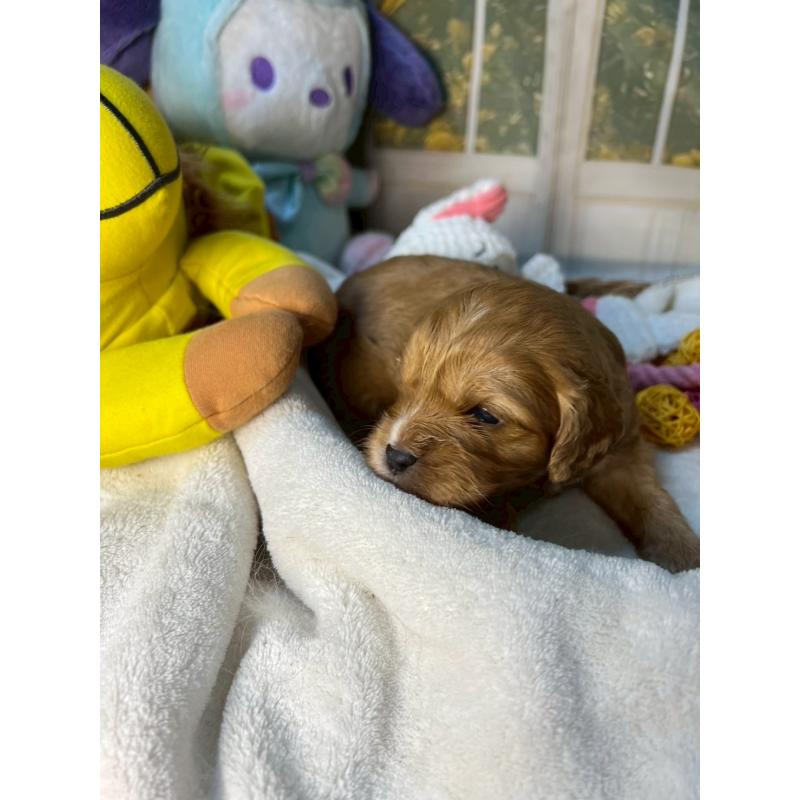 成約済の神奈川県のキャバプー:キャバリア×トイプードル-440493の6枚目