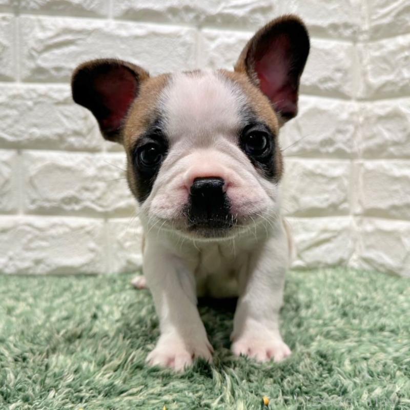 販売中の愛知県のフレンチブルドッグ-442465