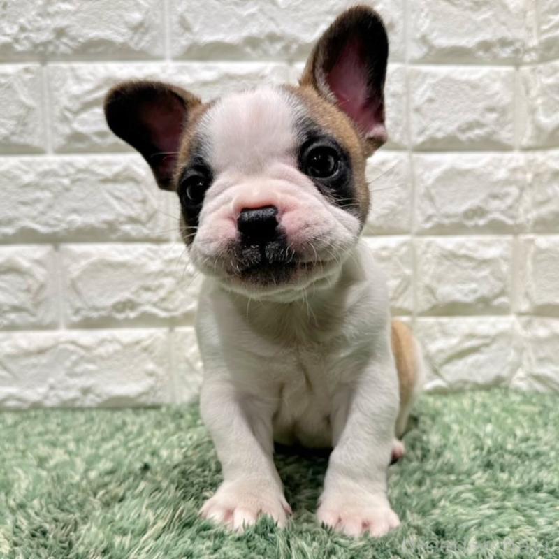 販売中の愛知県のフレンチブルドッグ-442465の7枚目