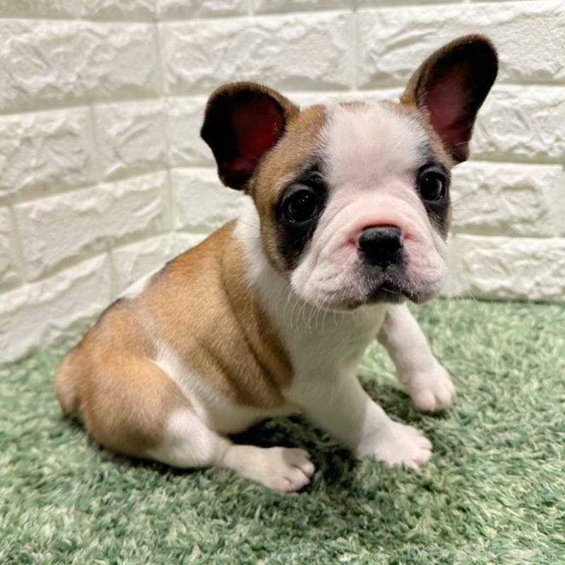 販売中の愛知県のフレンチブルドッグ-442465の6枚目