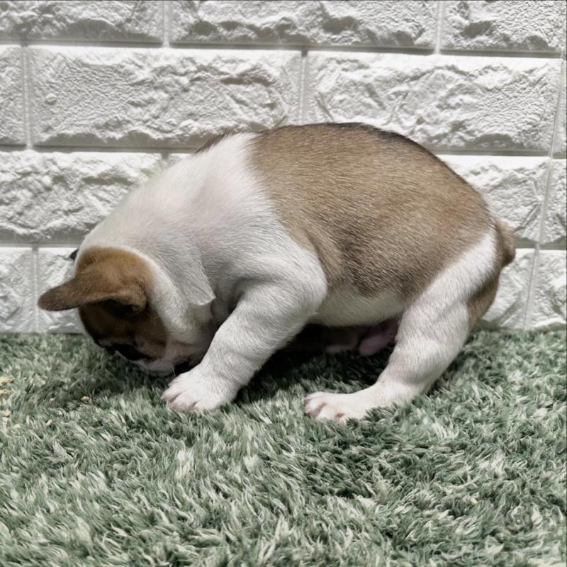 販売中の愛知県のフレンチブルドッグ-442465の5枚目