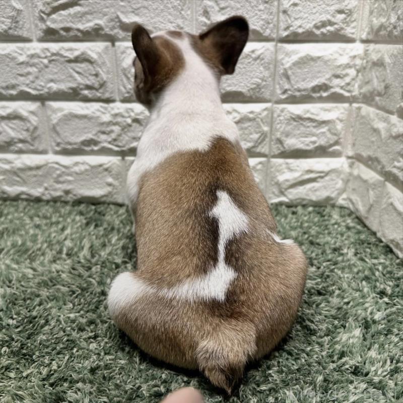 販売中の愛知県のフレンチブルドッグ-442465の4枚目