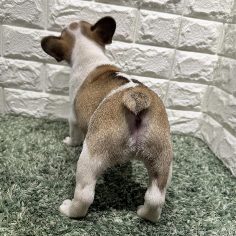 販売中の愛知県のフレンチブルドッグ-442465の3枚目