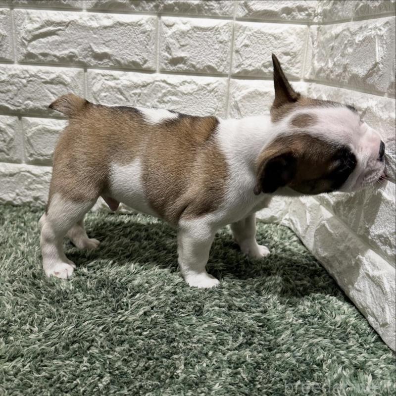 販売中の愛知県のフレンチブルドッグ-442465の2枚目