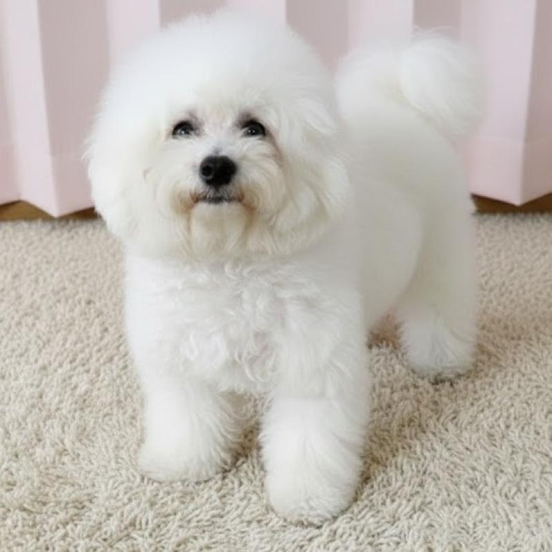 販売中の栃木県のビションフリーゼ-387352の4枚目