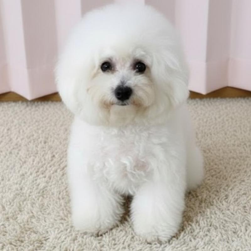 販売中の栃木県のビションフリーゼ-387352