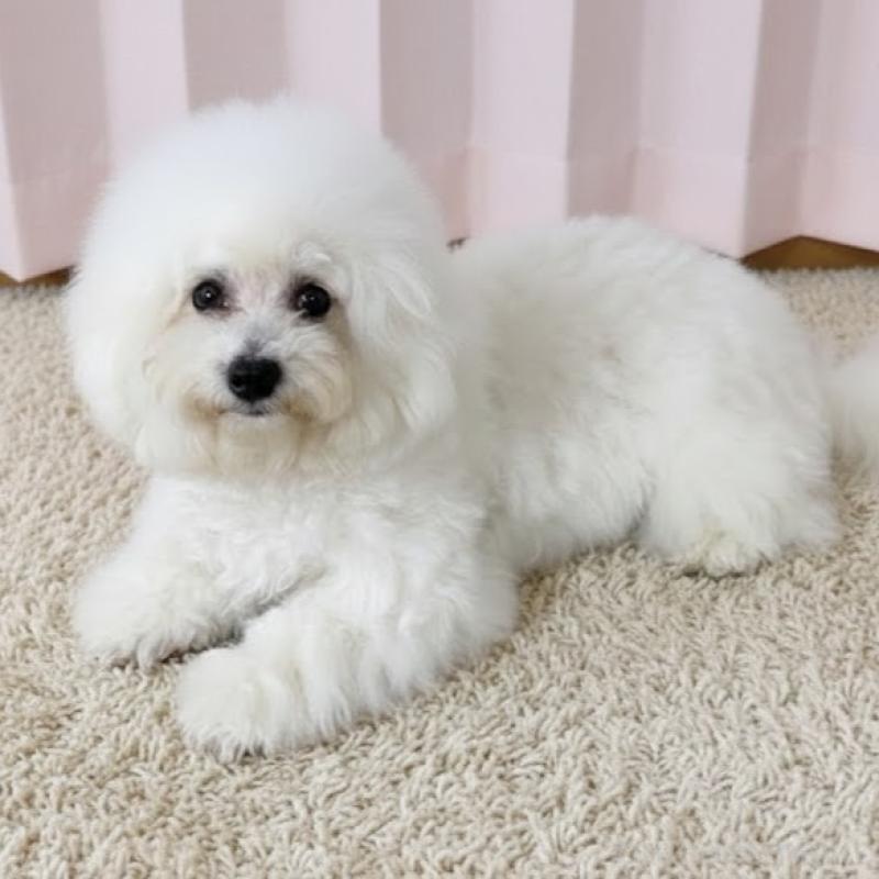 販売中の栃木県のビションフリーゼ-387352の3枚目