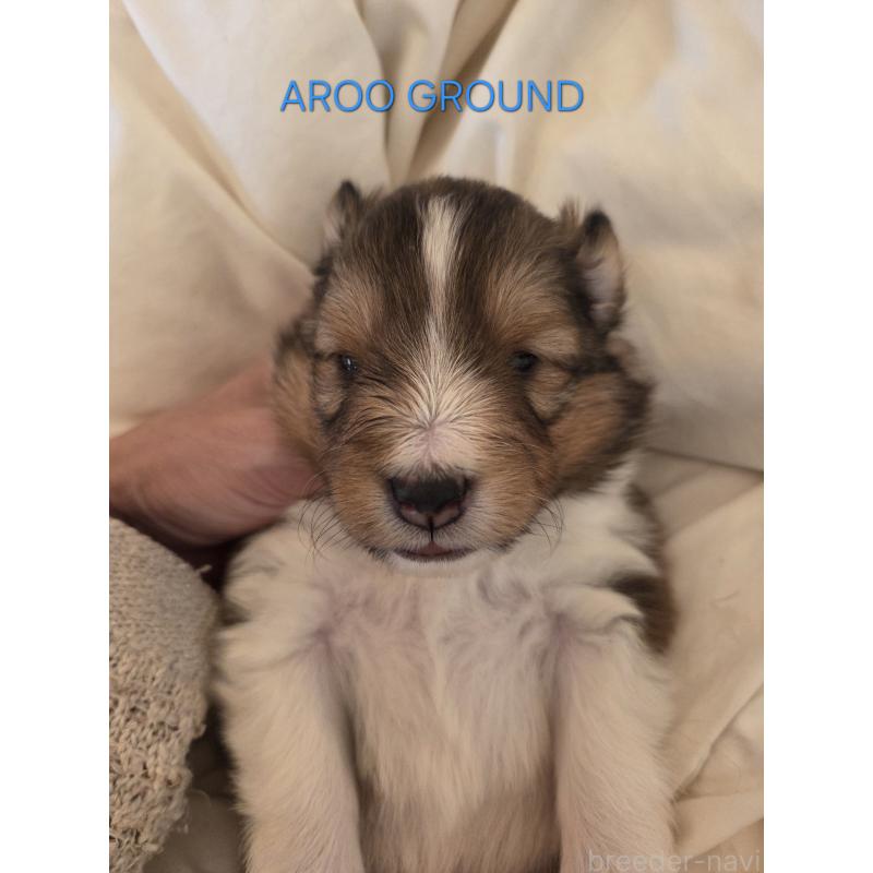 商談中の広島県のシェットランドシープドッグ(シェルティ)-439303の24枚目