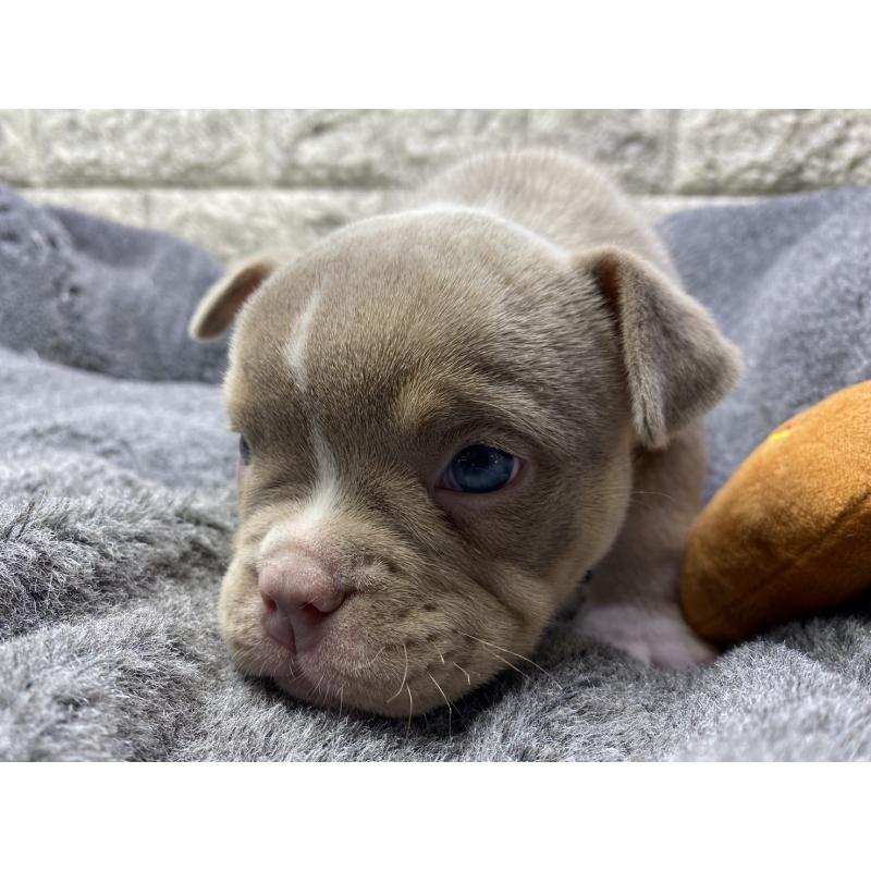 販売中の茨城県のエキゾチックブリー-442466の4枚目