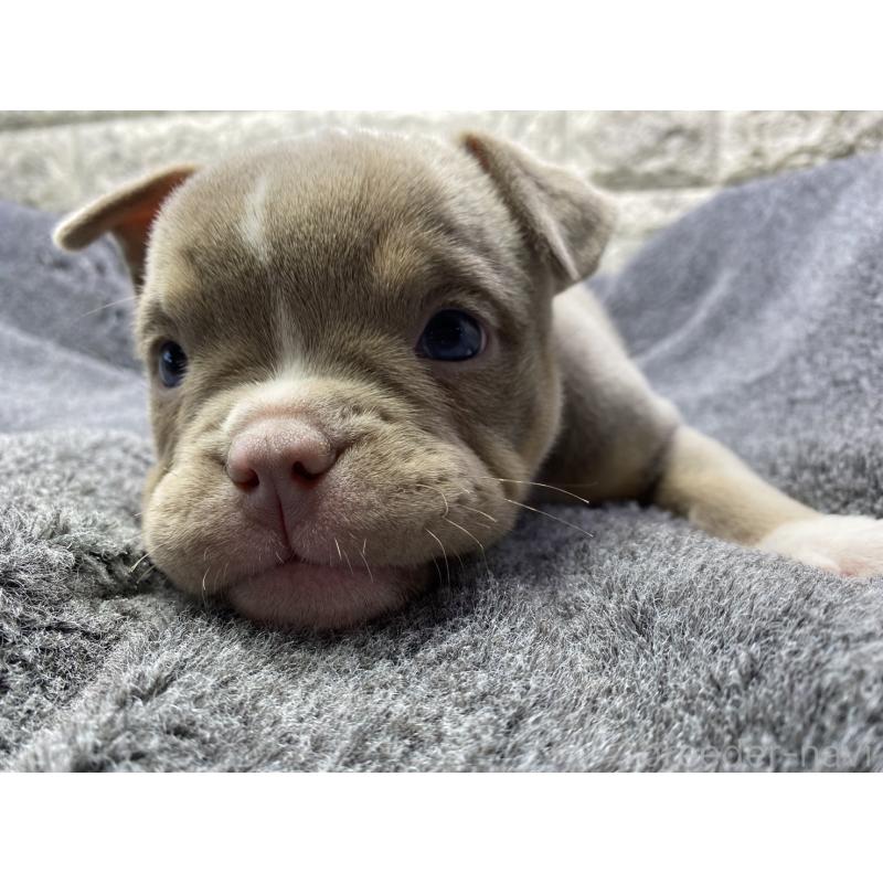 販売中の茨城県のエキゾチックブリー-442466