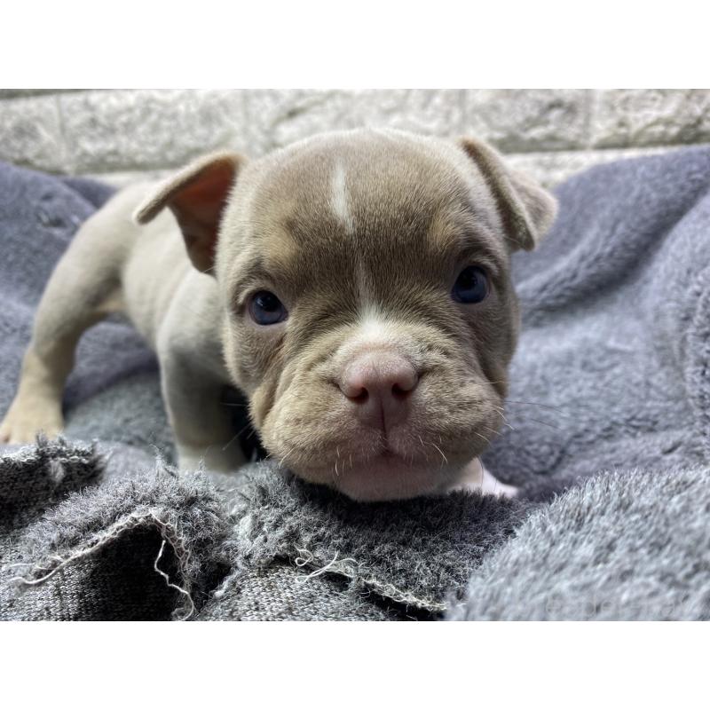 販売中の茨城県のエキゾチックブリー-442466の3枚目